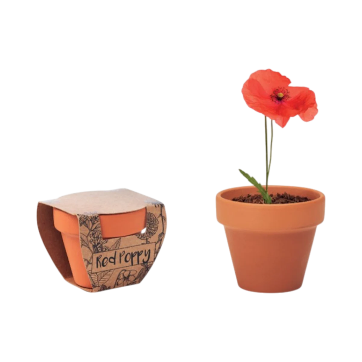Immagine principale di Vaso di terracotta con papavero rosso