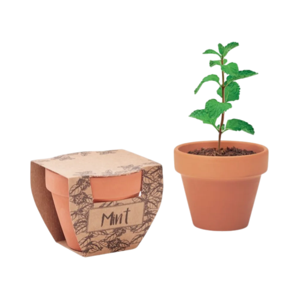 PDP - mintpotterracottapotmintseeds square #00000000 background