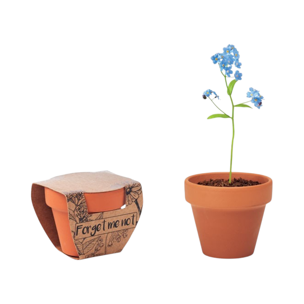 PDP - forgetmenotterracottapotforgetmenot square no-background