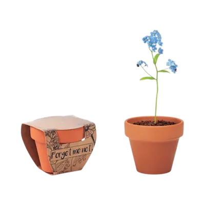 Terracotta Pot with 'Forget Me Not' Seeds