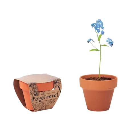 Terracotta Pot with 'Forget Me Not' Seeds