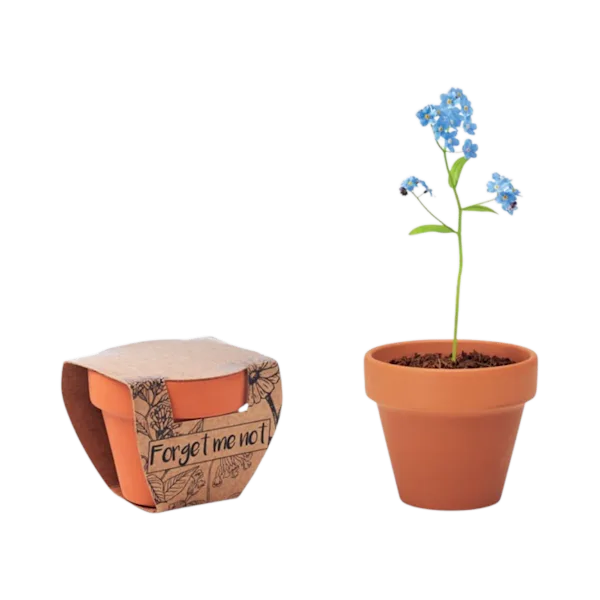 Vaso in terracotta con semi di non ti scordar di me