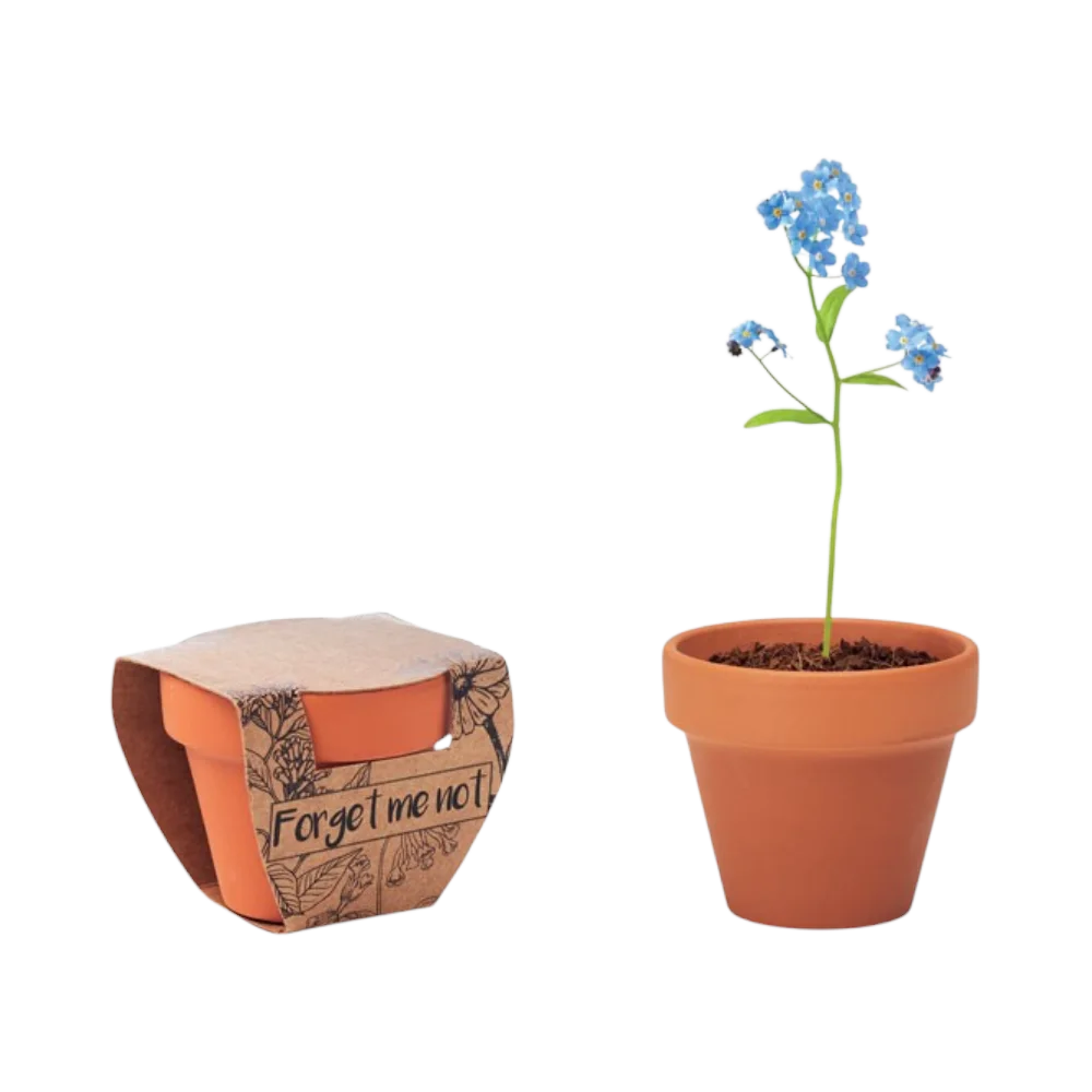PDP - forgetmenotterracottapotforgetmenot square no-background