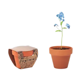 Pot en terre cuite avec graines de myosotis