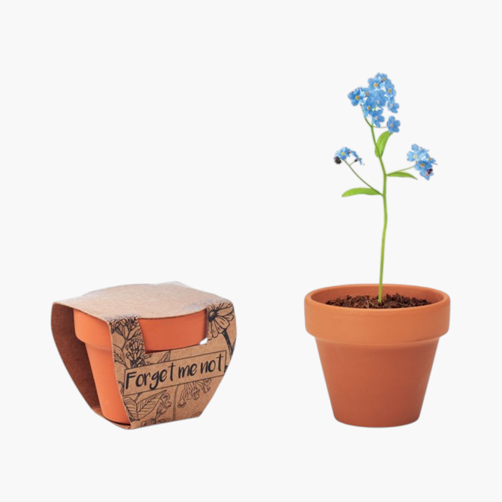 PDP - forgetmenotterracottapotforgetmenot square #F8F8F8 background