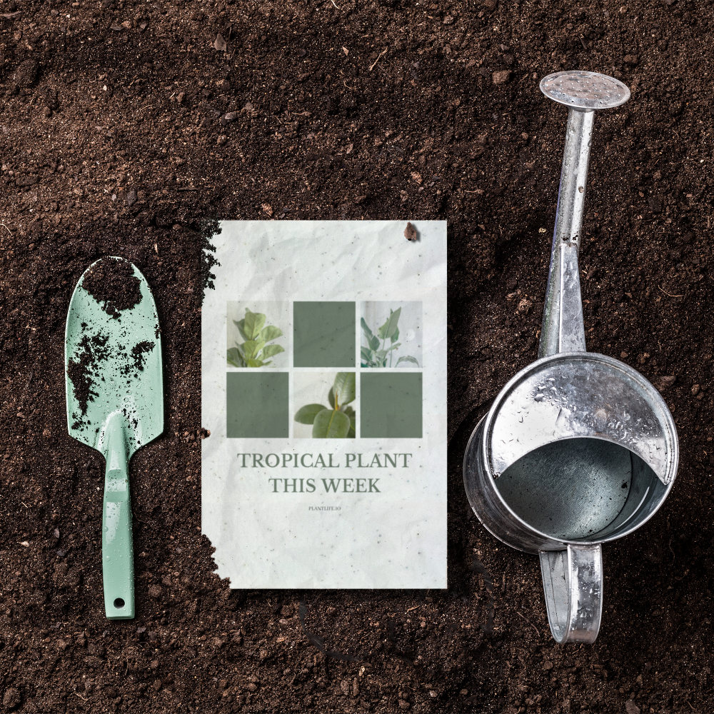 EcoGrwoingCardPDP Copy 2