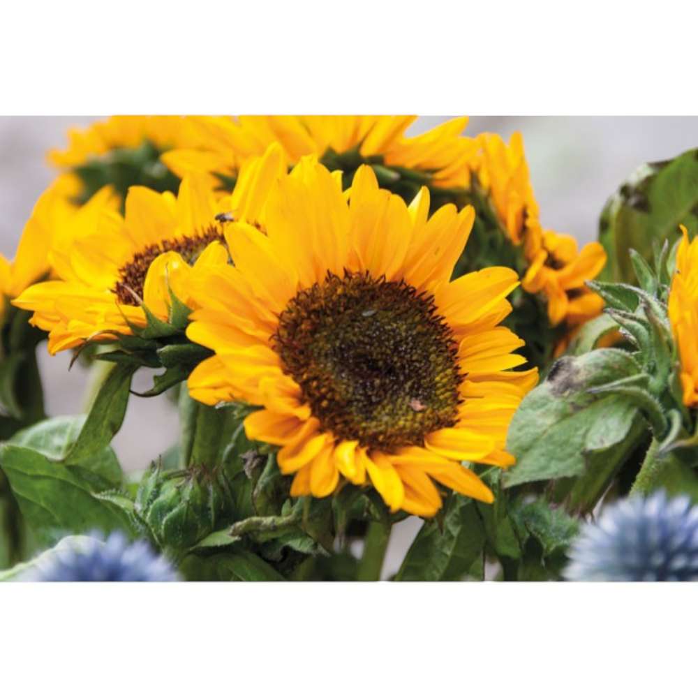 Sunflower Seeds in Kraft Envelope | HelloPrint