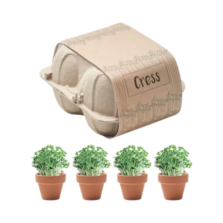 Egg Carton Cress Growing Kit