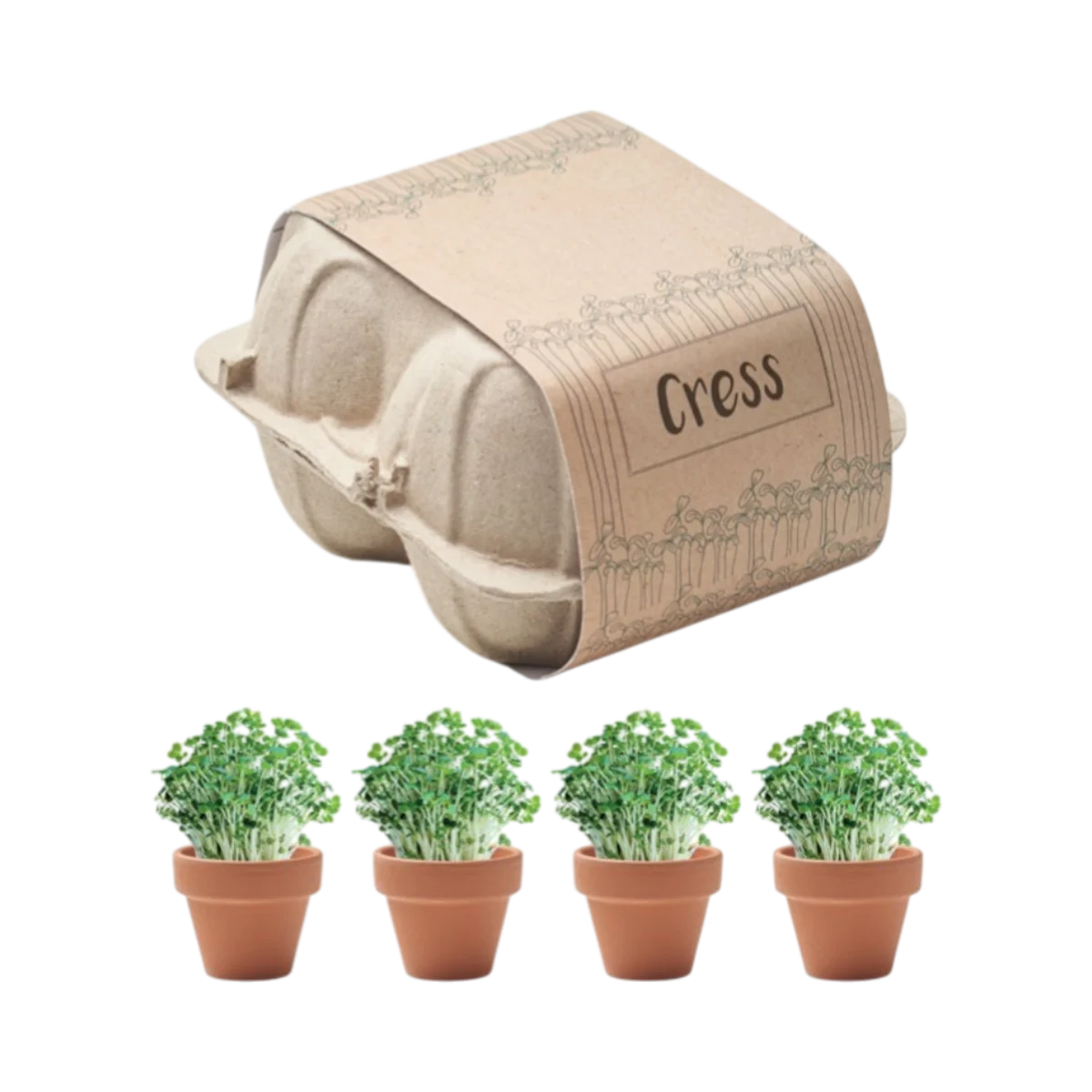 Egg Carton Cress Growing Kit Hauptbild