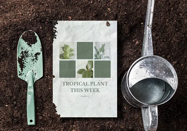 Grow Your Message with Eco Plantable Cards