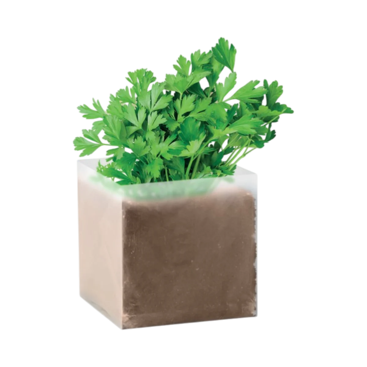 Immagine principale di Compost con semi di prezzemolo