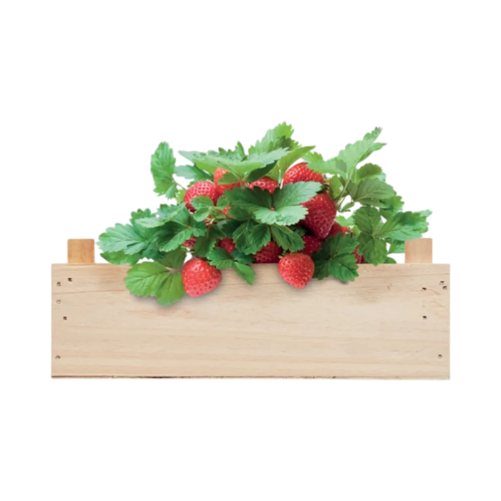 PDP - strawberrystrawberrykitinwoodencrate square #00000000 background