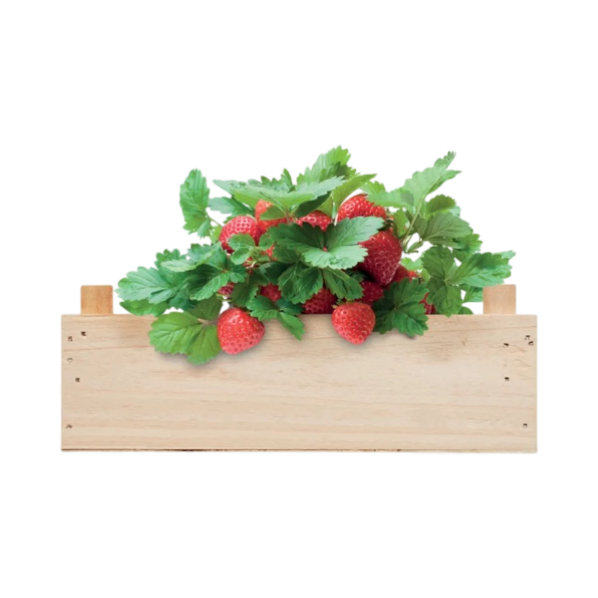 Strawberry Growing Kit in Wooden Crate main image