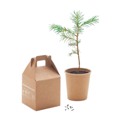 Set Albero di Pino GROWTREE™