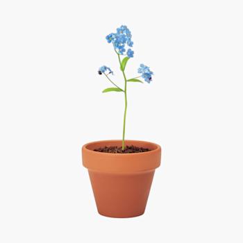 PDP - forgetmenotterracottapotforgetmenot square #F8F8F8 background