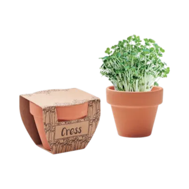 Pot en terre cuite avec des graines de cresson