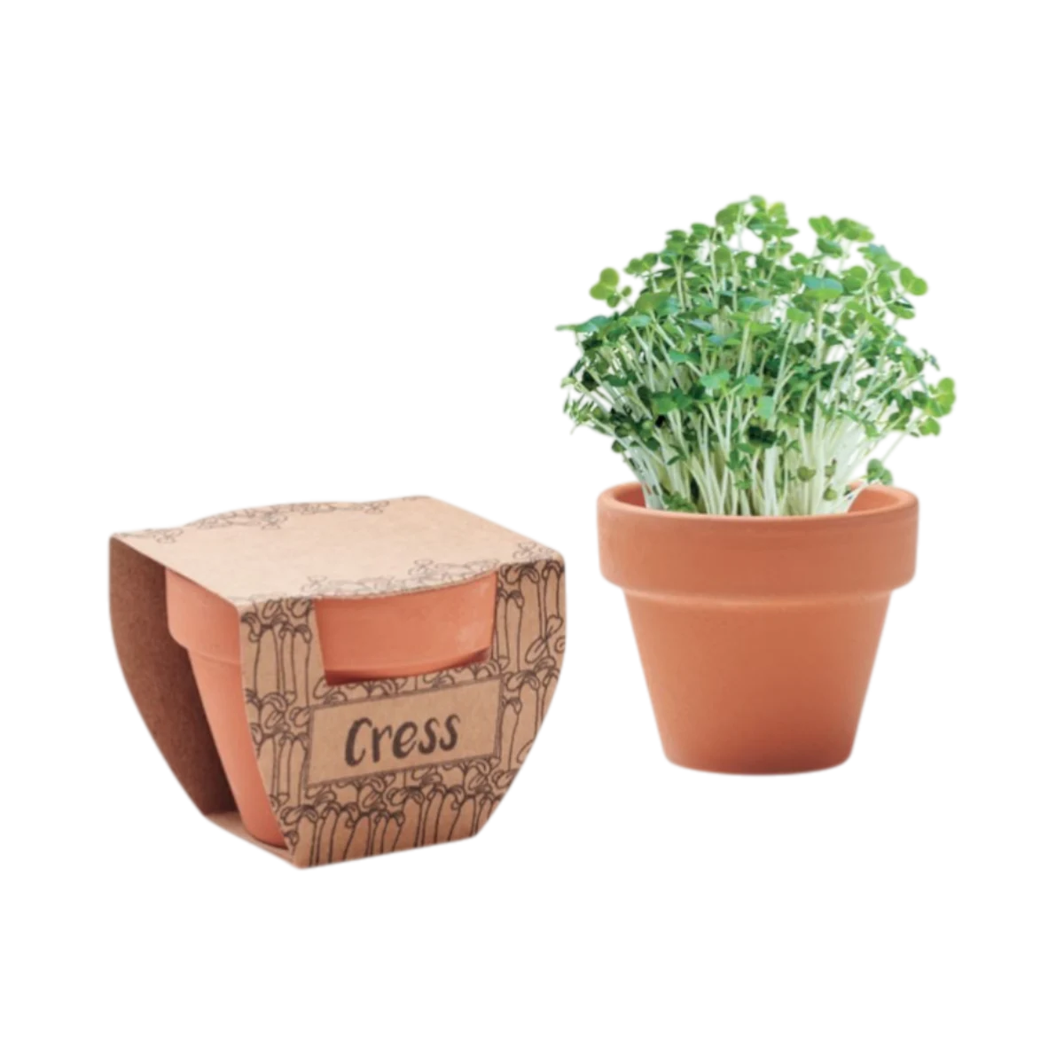 Terracotta Pot with Cress Seeds Hauptbild