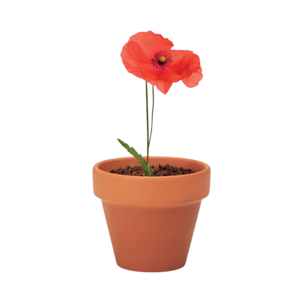PDP - redpoppyterracottapotpoppy square #00000000 background