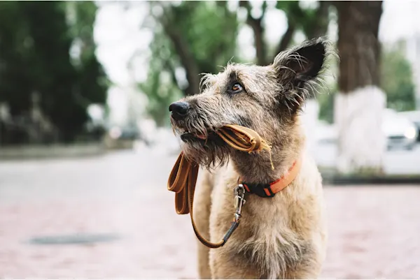 Cane smarrito