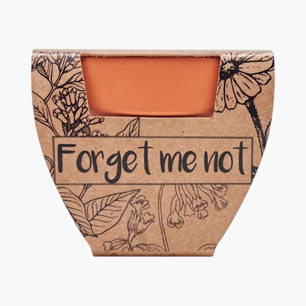 PDP - forgetmenotterracottapotforgetmenot square #F8F8F8 background