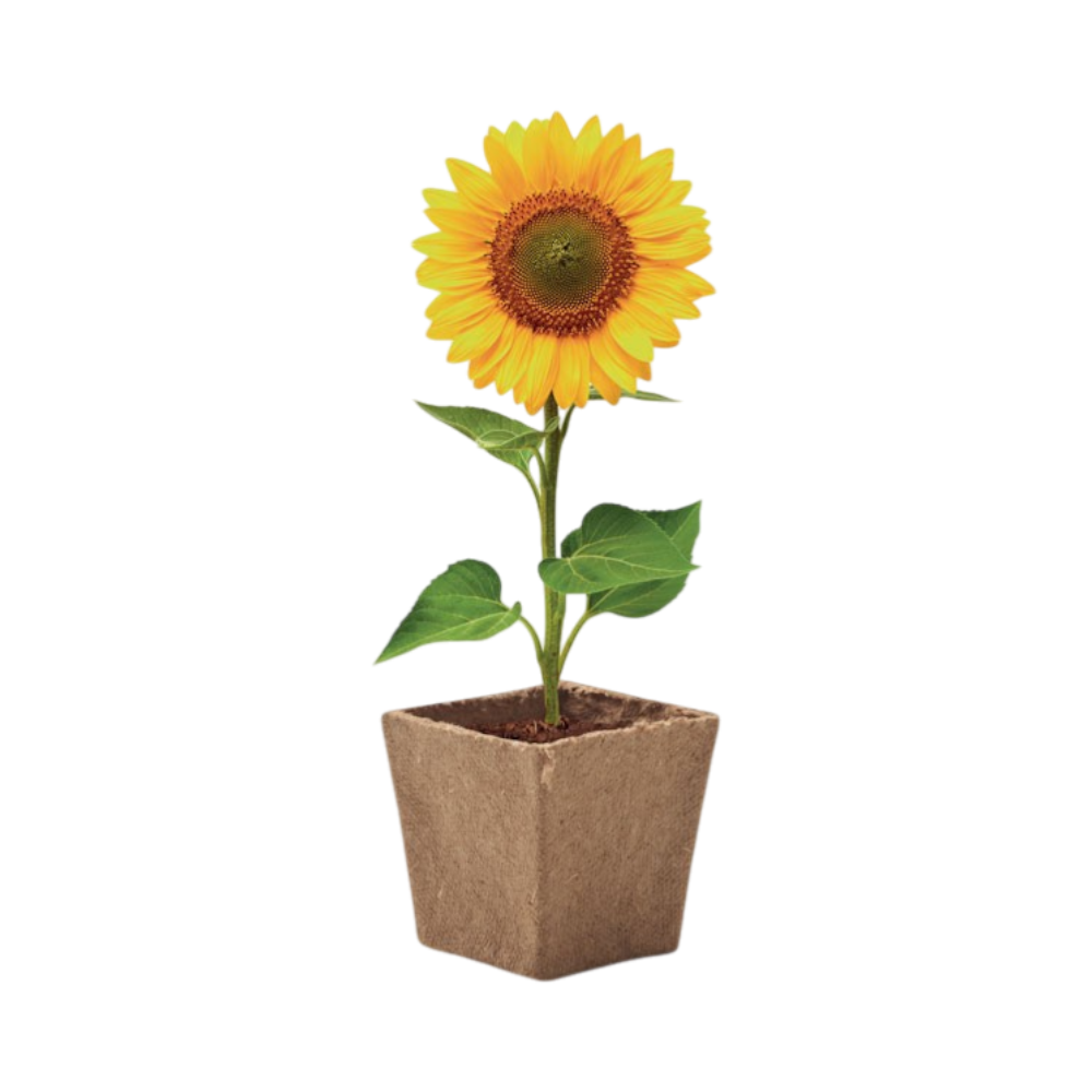 PDP - sunflowerkitsunflowergrowingkit square #00000000 background