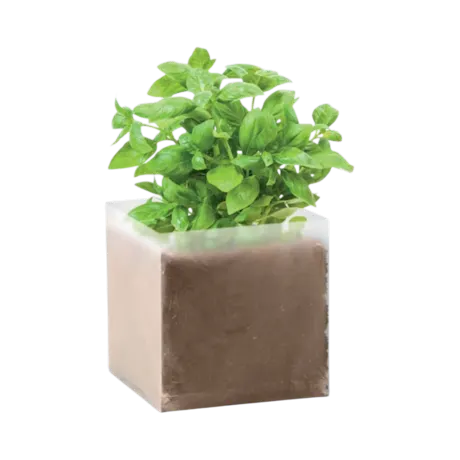 Basil Compost with Seeds