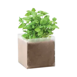 Compost avec graines de basilic