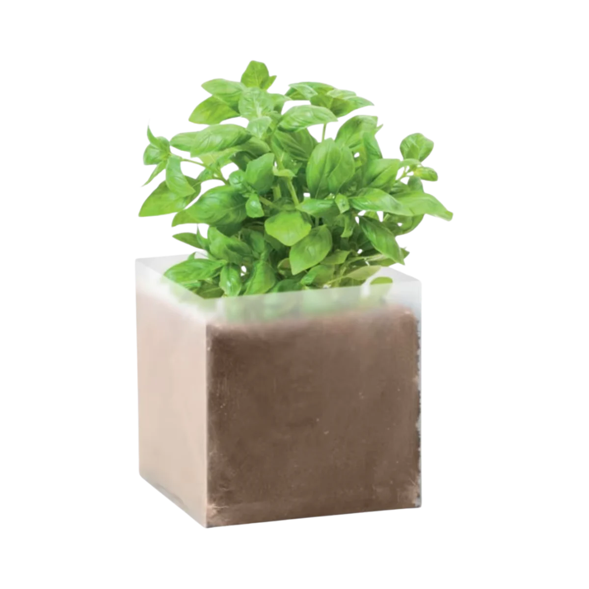 Basil Compost with Seeds main image