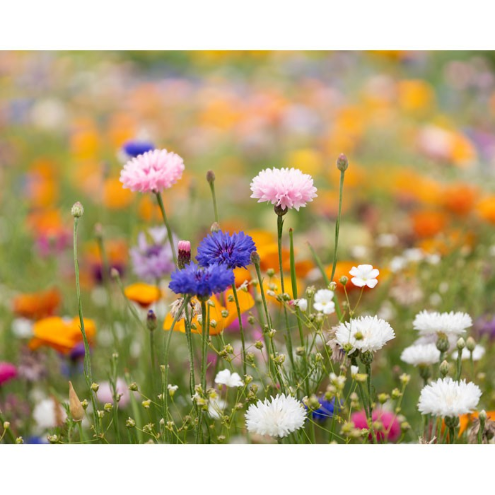 PDP - wildflowerseedpapersheet square original background