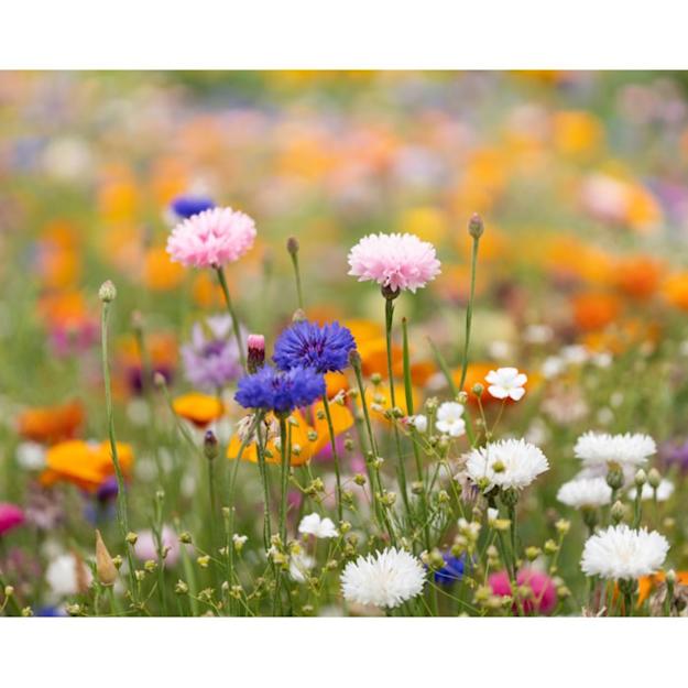 PDP - wildflowerseedpapersheet square original background