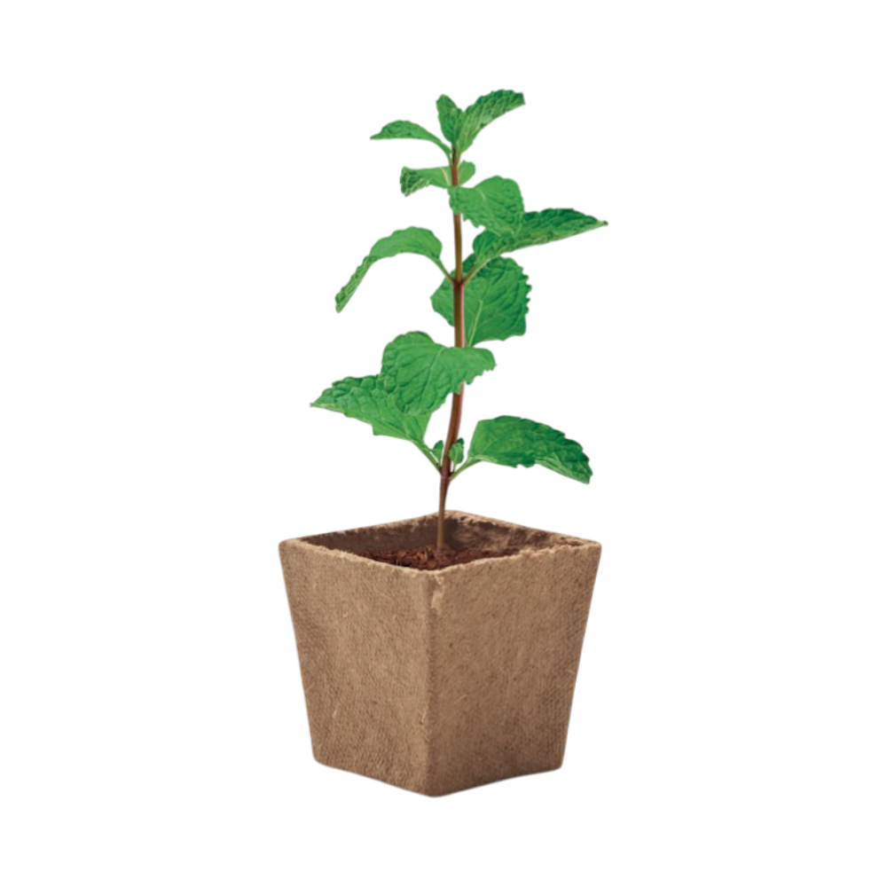 PDP - mintkitmintseedsgrowingkit square #00000000 background