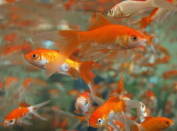 The-South-Australian-Government