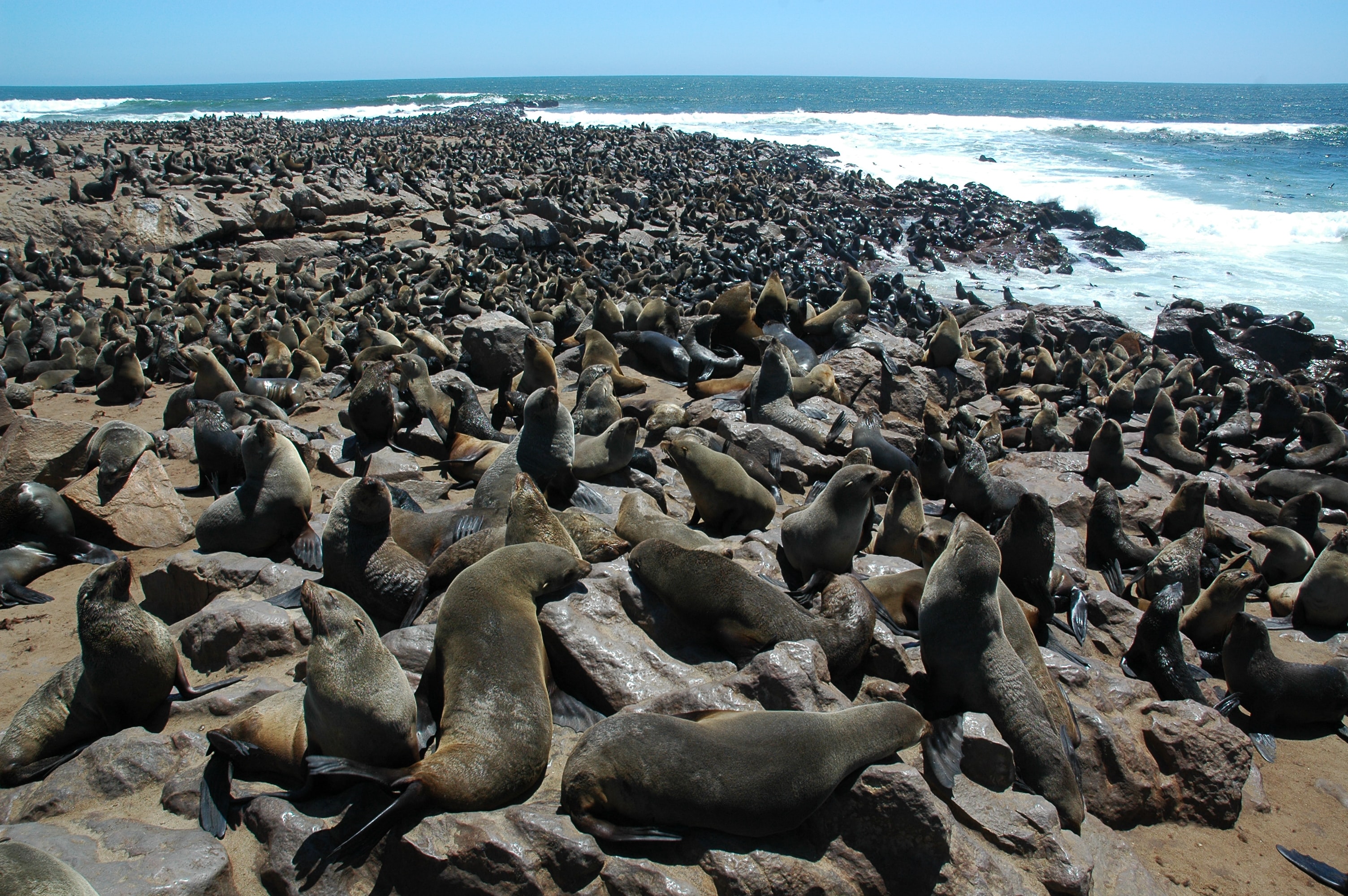 seals