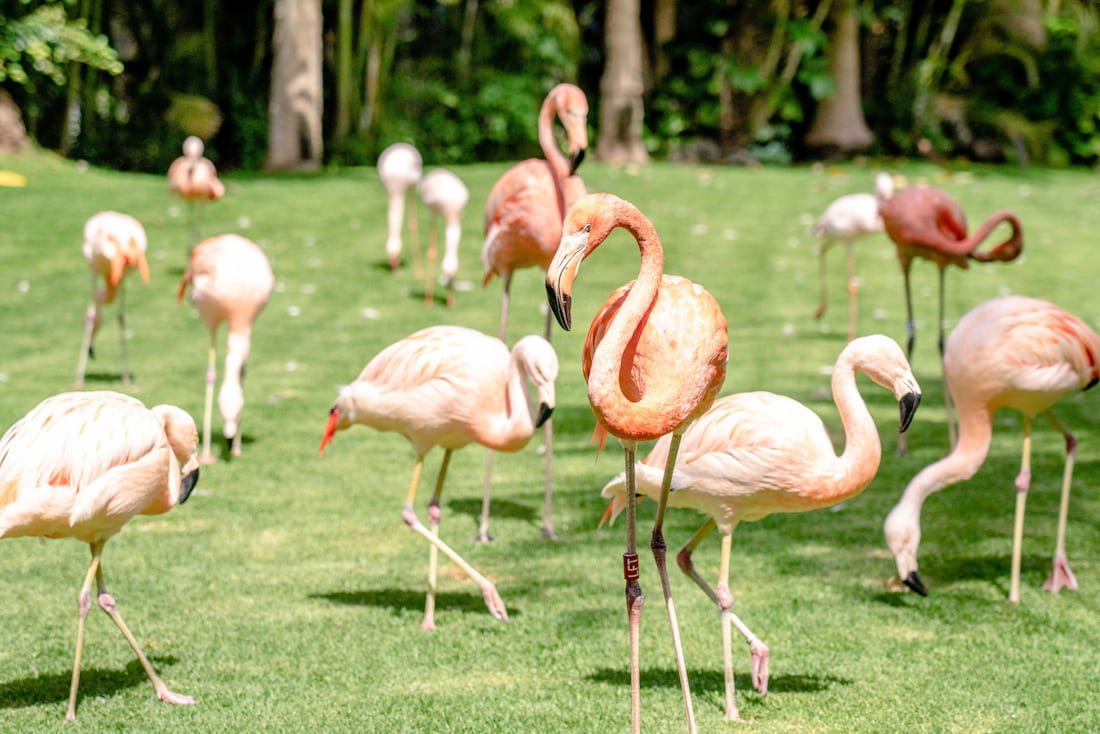 Loro Parque