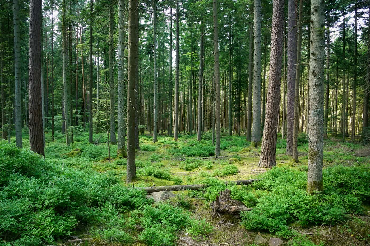 Forêt de Tronçais