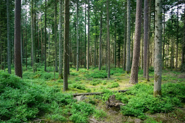 Forêt de Tronçais