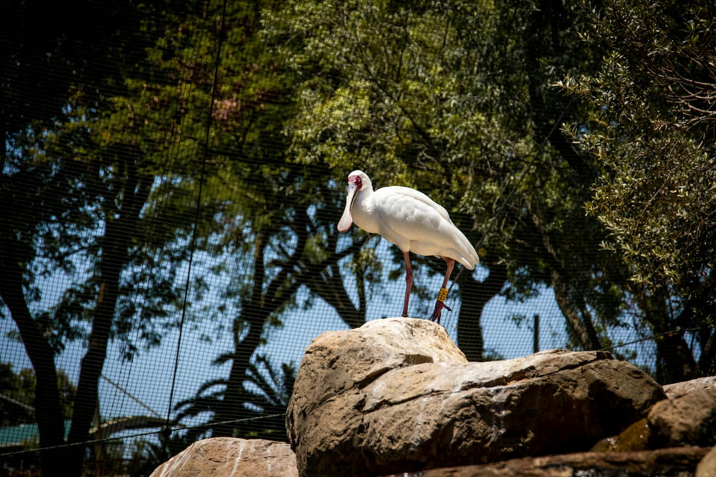 Parc des Oiseaux