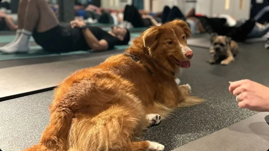 Golden-brown dog lying on exercise mat in fitness class with another small dog visible in background.