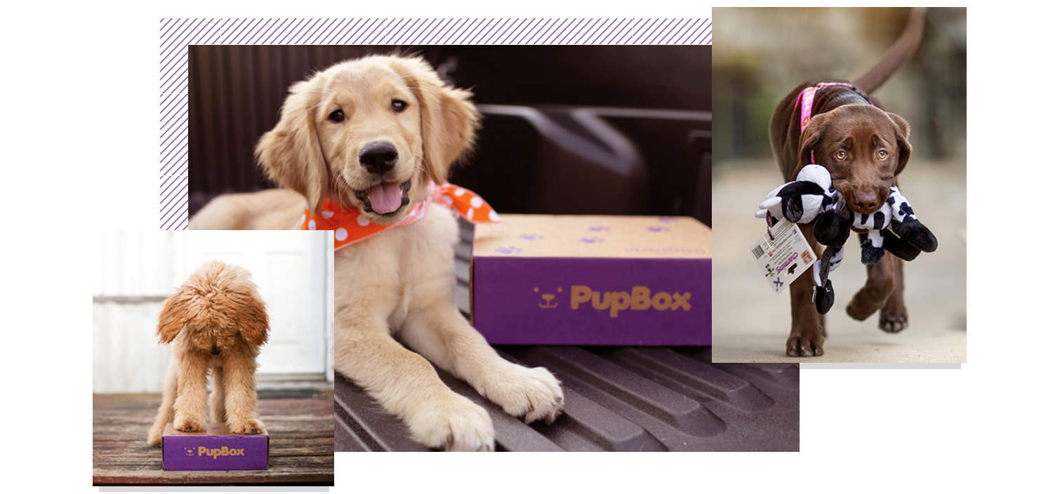 Various dogs with their PupBox