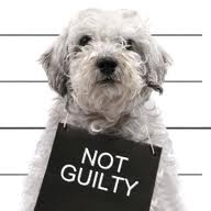 Dog with not guilty sign