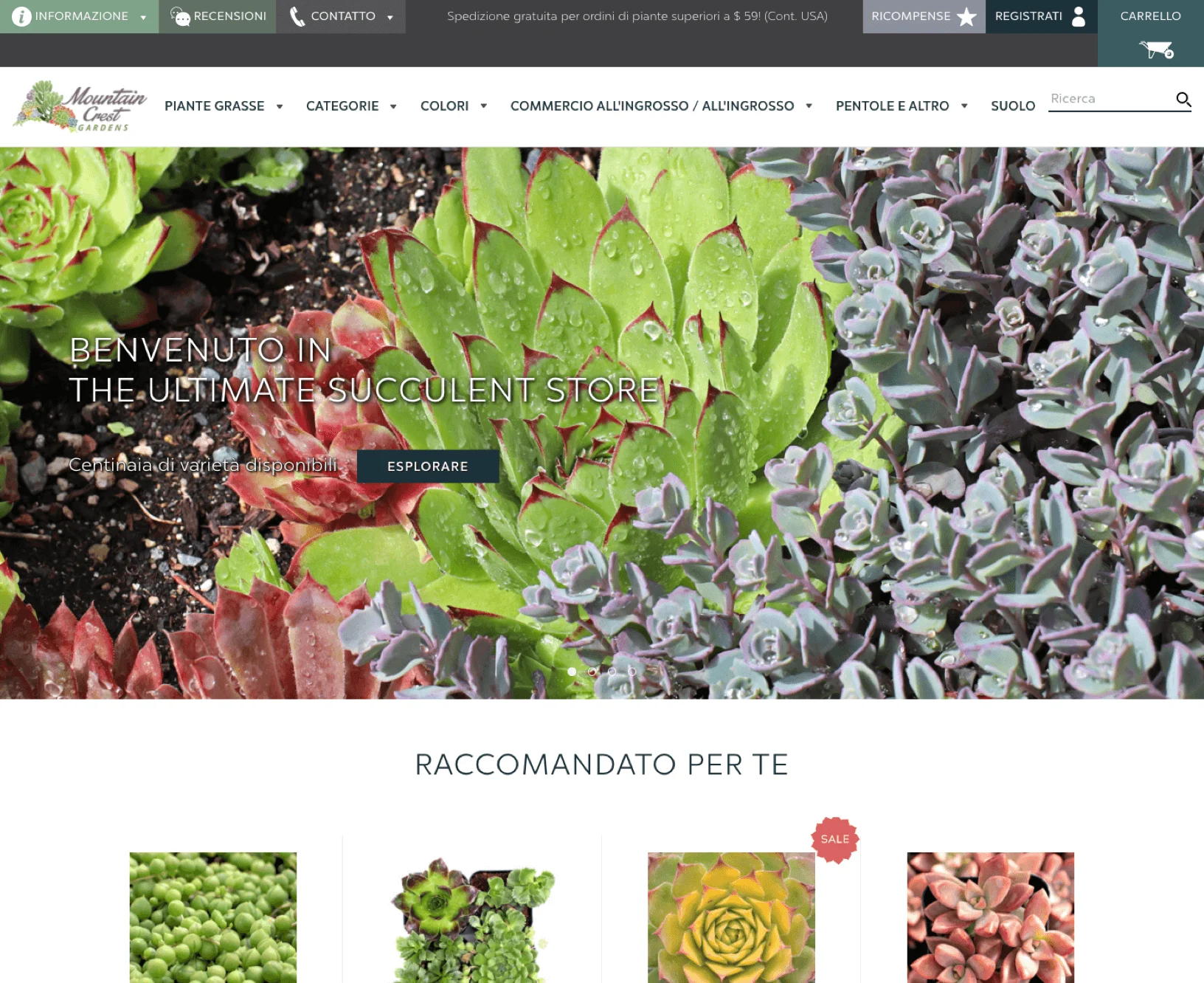 Close-up of various colorful succulents with water droplets, featured on an online succulent store homepage in Italian.