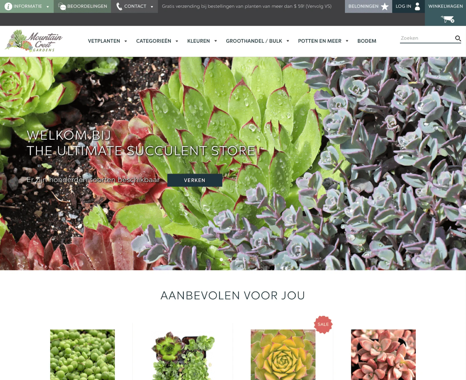 Close-up of colorful succulent plants with water droplets, website banner text in Dutch, and navigation menu above.