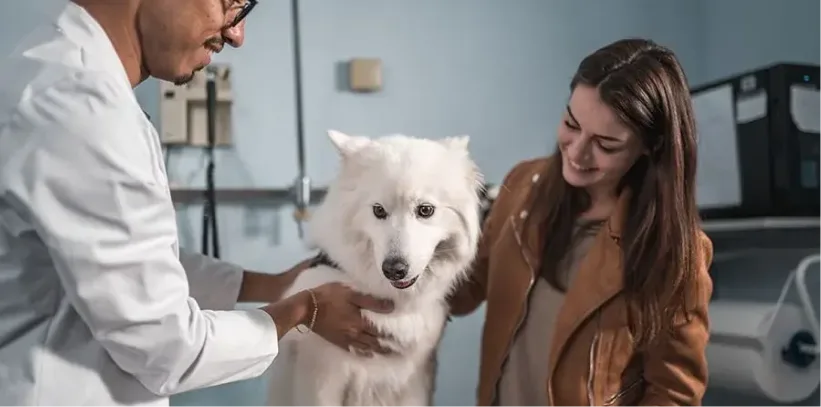 A veterinarian examines a fluffy white dog while a woman in a brown jacket smiles beside them in a clinic room.