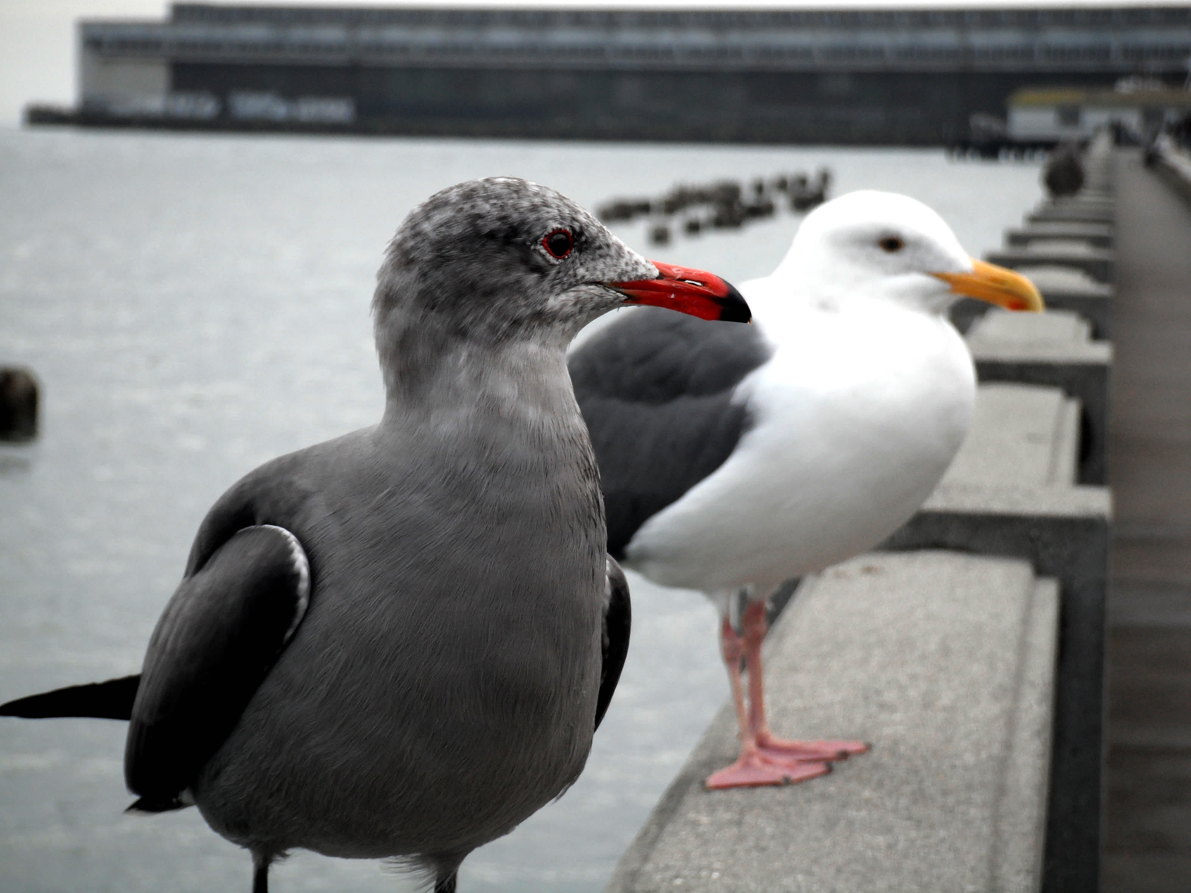 Black and white birds on a wall by the ocean. 