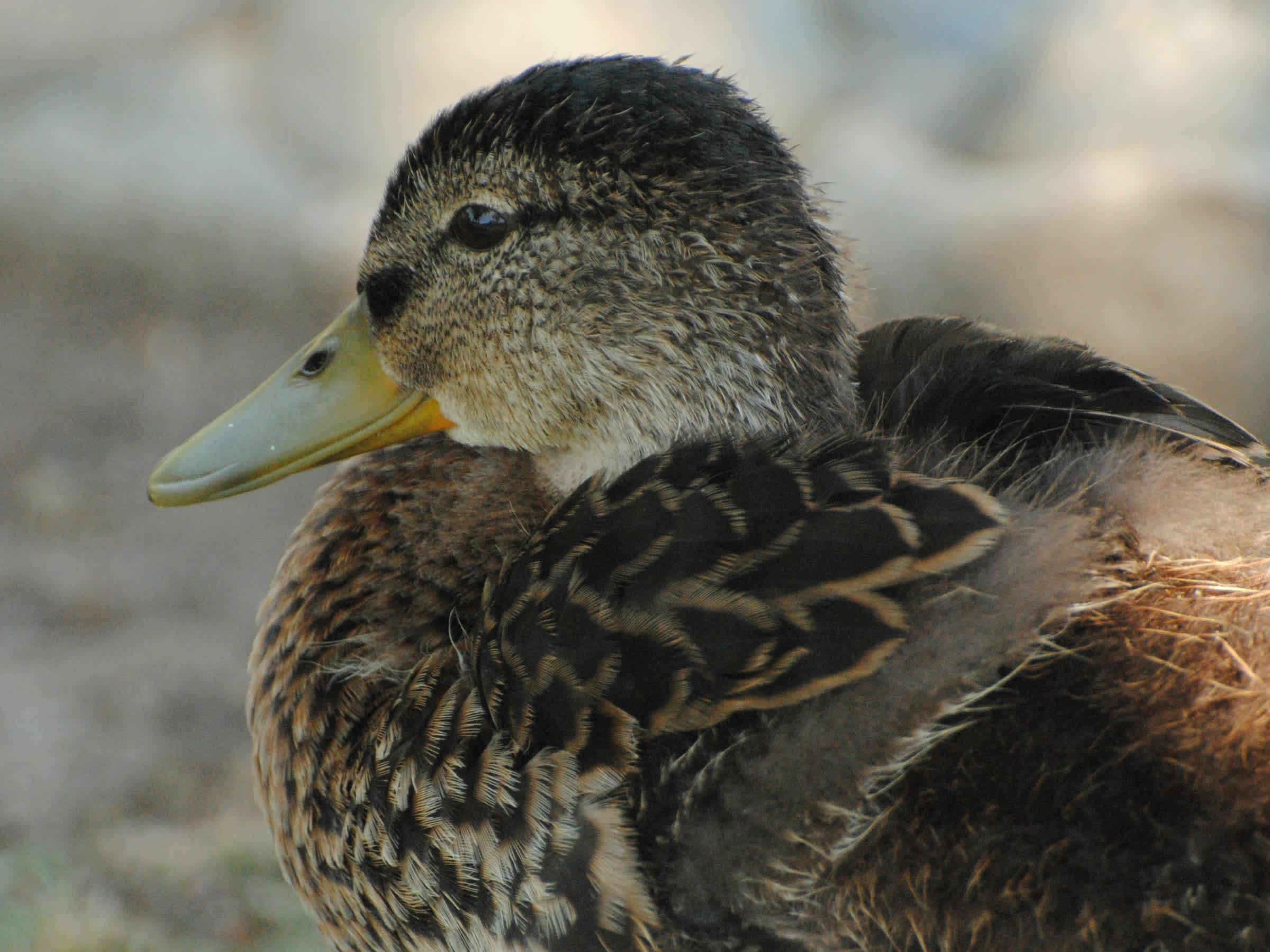 Close-up of a brown bird. 