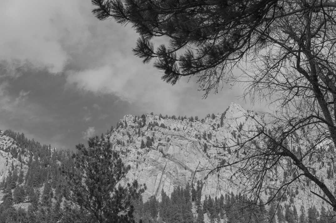 Tree in front of mountains in black and white in Eldorado Canyon State Park #Boulder #Colorado #Nature #StatePark #EldoradoCanyon #BlackAndWhite