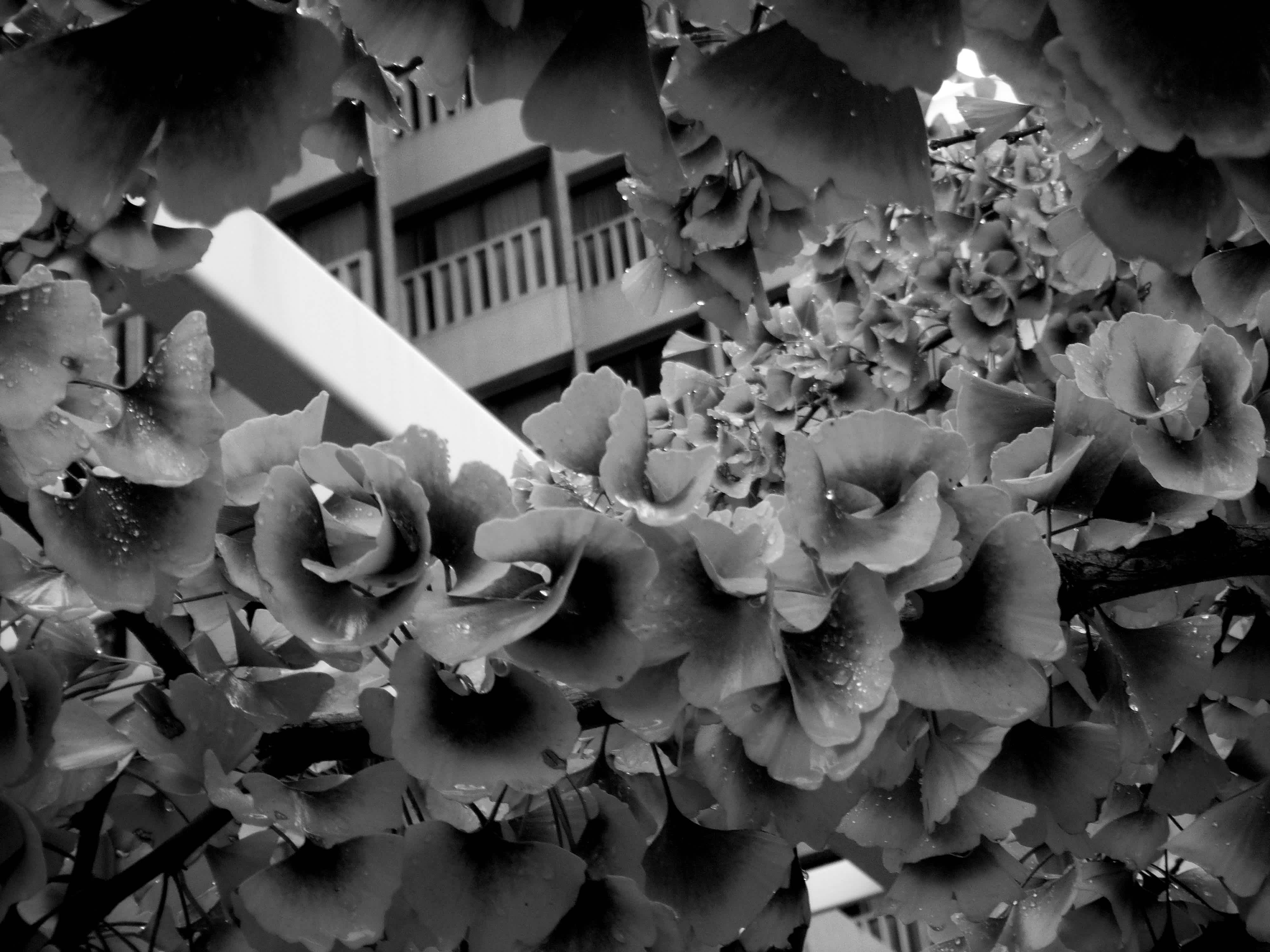 Building peaking through a bush of flowers in black and white in Embarcadero, San Francisco, California.