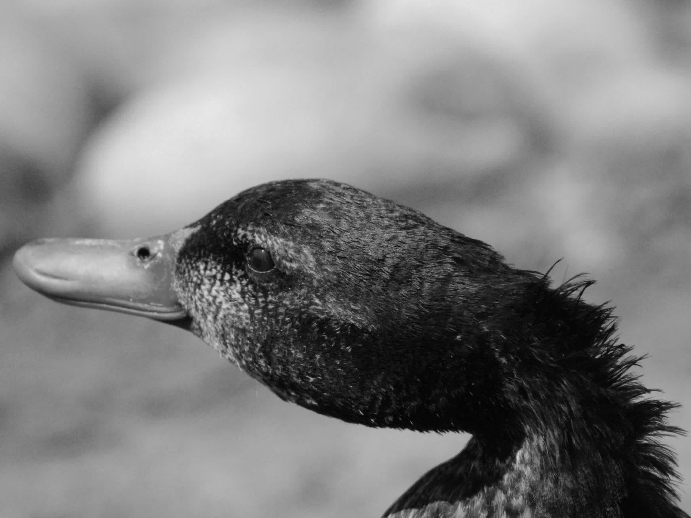 Close-up of duck in black and white. 