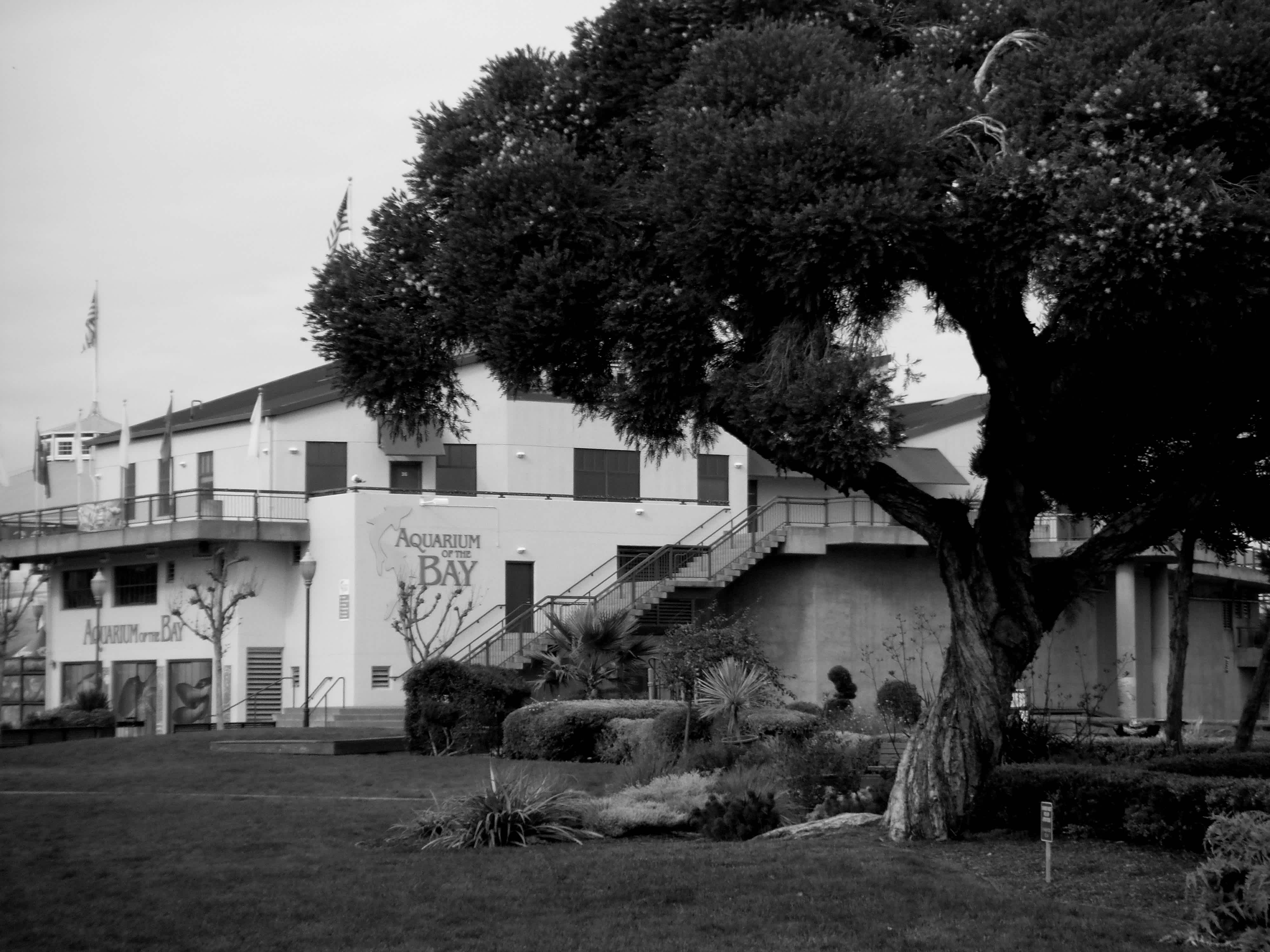 Building next to a tree in black and white in Embarcadero, San Francisco, California.