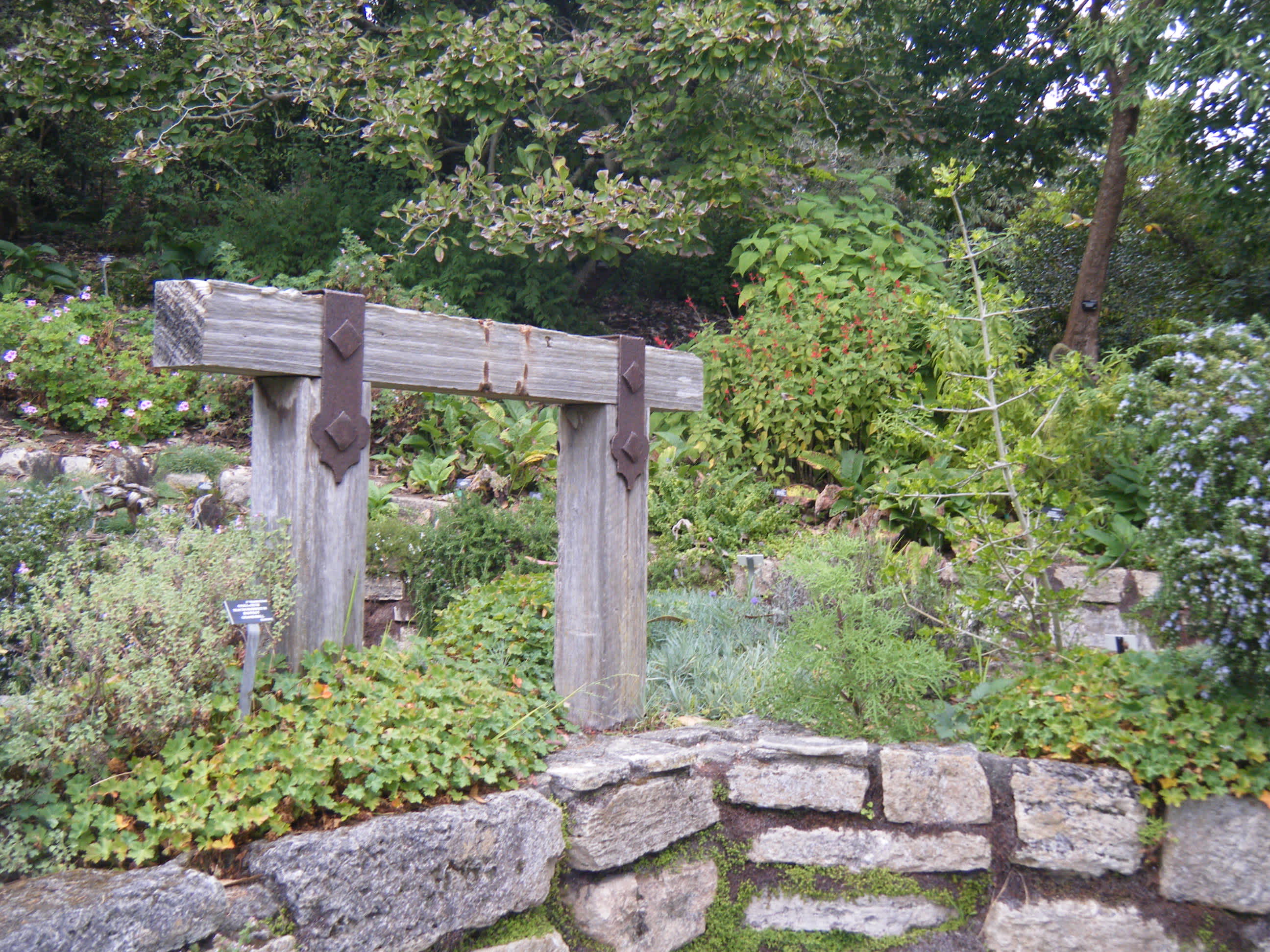 A forested area with a stone wall in Golden Gate Park, San Francisco, California.